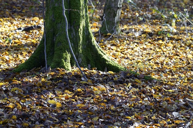 Free download forest floor autumn leaves fall free picture to be edited with GIMP free online image editor