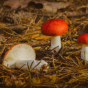 Forest Floor Find  screen for extension Chrome web store in OffiDocs Chromium