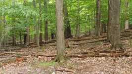 Free download Forest Floor Hike -  free video to be edited with OpenShot online video editor