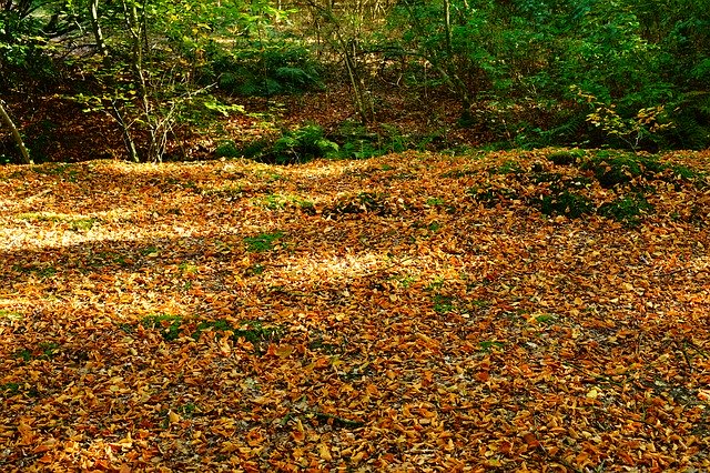 Descarga gratuita Forest Floor Leaves: foto o imagen gratuita para editar con el editor de imágenes en línea GIMP