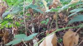 Free download Forest Floor Plant -  free video to be edited with OpenShot online video editor