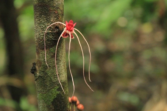 Muat turun percuma templat foto percuma Bunga Hutan untuk diedit dengan editor imej dalam talian GIMP