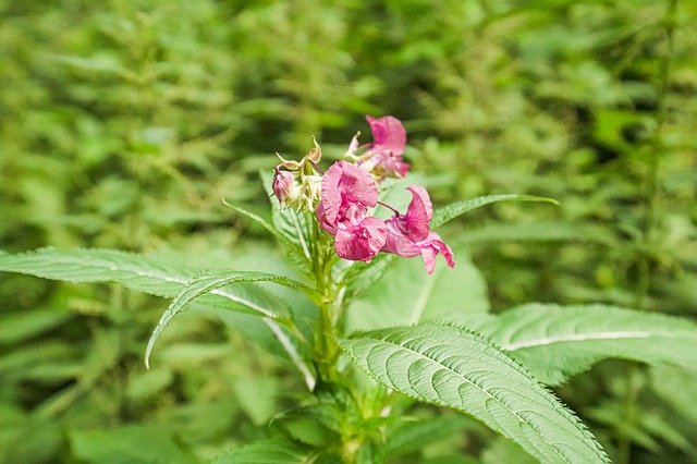 Free download Forest Flower Wild -  free photo or picture to be edited with GIMP online image editor