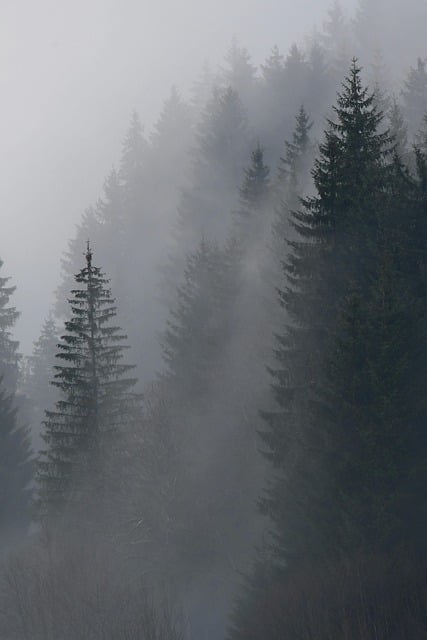 Free download forest foggy forest nature landscape free picture to be edited with GIMP free online image editor