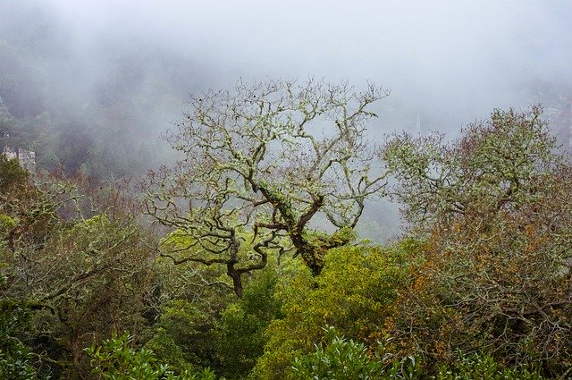 تنزيل Forest Fog Nature مجانًا - صورة مجانية أو صورة لتحريرها باستخدام محرر الصور عبر الإنترنت GIMP