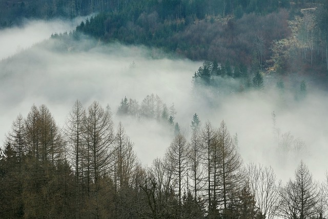 Free download forest fog nature landscape foggy free picture to be edited with GIMP free online image editor