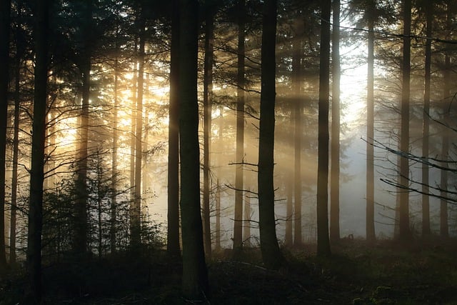 Free download forest fog sun atmosphere mystical free picture to be edited with GIMP free online image editor
