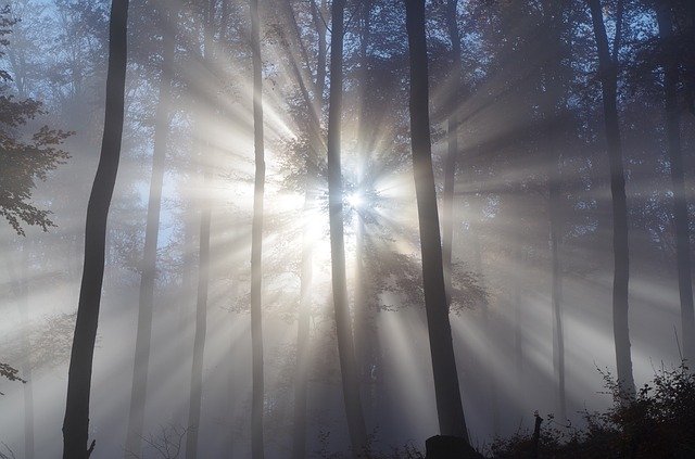 Template Photo Forest Fog Trees -  for OffiDocs
