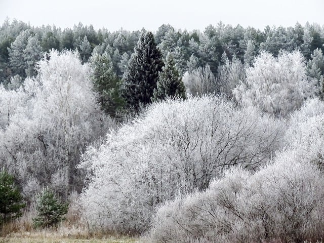Free download forest frost cold nature landscape free picture to be edited with GIMP free online image editor