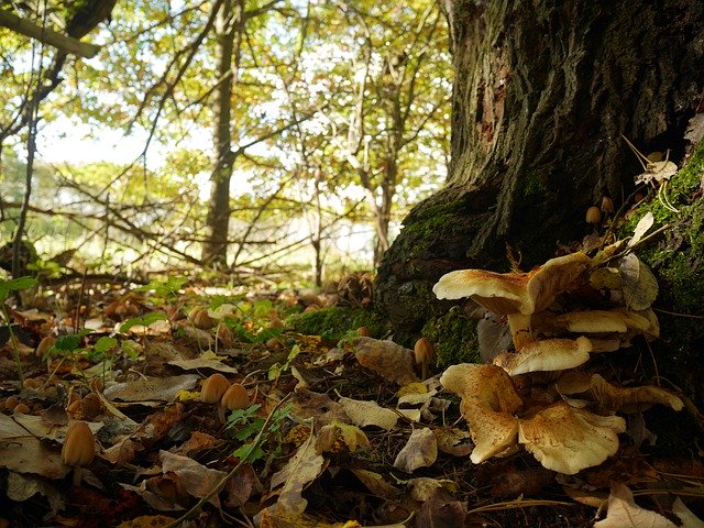 森林菌類の葉を無料ダウンロード - GIMP オンライン画像エディターで編集できる無料の写真または画像