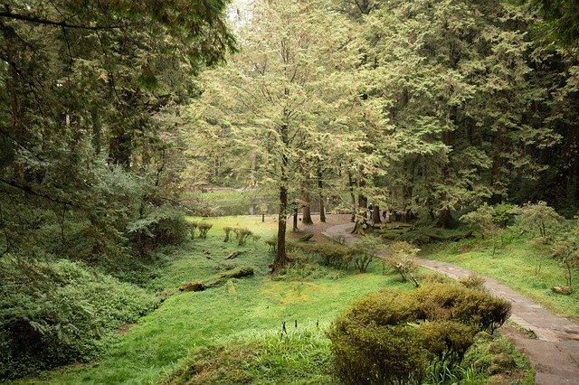 Szablon zdjęcia leśnej zielonej ścieżki — dla OffiDocs