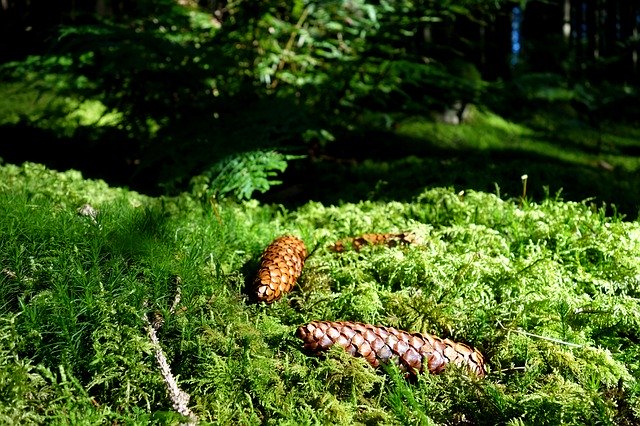 Free download Forest Green Pine Cones -  free photo or picture to be edited with GIMP online image editor