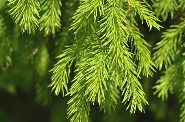 Bezpłatne pobieranie Forest Greens Macro - bezpłatne zdjęcie lub obraz do edycji za pomocą internetowego edytora obrazów GIMP