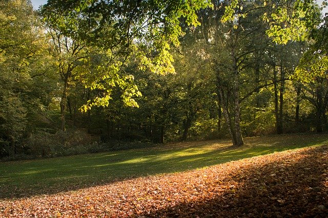 Скачать бесплатно Forest Harburg Hamburg Lower - бесплатное фото или изображение для редактирования с помощью онлайн-редактора GIMP