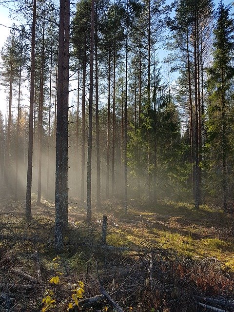 免费下载 Forest Haze Wood - 可使用 GIMP 在线图像编辑器编辑的免费照片或图片