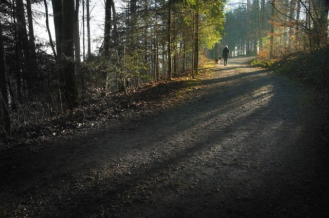 Free download Forest Hiking Dog -  free photo or picture to be edited with GIMP online image editor