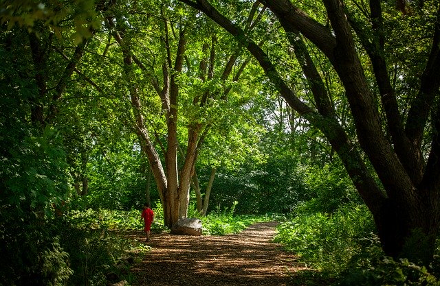 Unduh gratis Forest Hiking Trail Walk - foto atau gambar gratis untuk diedit dengan editor gambar online GIMP