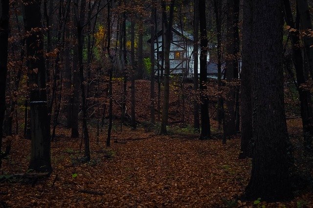 Free download Forest House Nature -  free photo or picture to be edited with GIMP online image editor