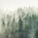 Forest in the Fog  screen for extension Chrome web store in OffiDocs Chromium