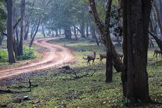 Free graphic forest jungle deer animals road to be edited by GIMP free image editor by OffiDocs