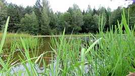Free download Forest Lake Ducks -  free video to be edited with OpenShot online video editor