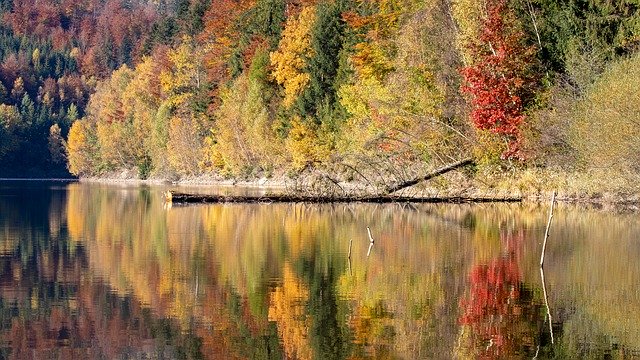 تحميل مجاني Forest Lake Tree - صورة مجانية أو صورة ليتم تحريرها باستخدام محرر الصور عبر الإنترنت GIMP