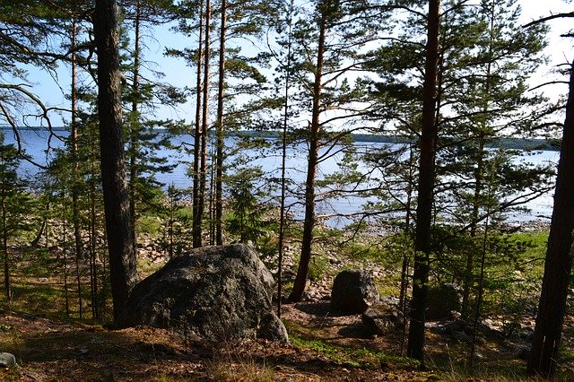 Free download Forest Landscape Vacation -  free free photo or picture to be edited with GIMP online image editor