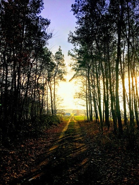 Free download Forest Landscape Wood -  free photo or picture to be edited with GIMP online image editor