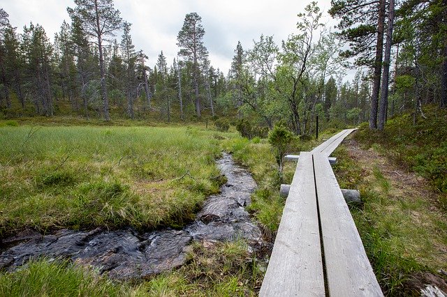 Free download Forest Lapland Finland Hiking -  free photo or picture to be edited with GIMP online image editor