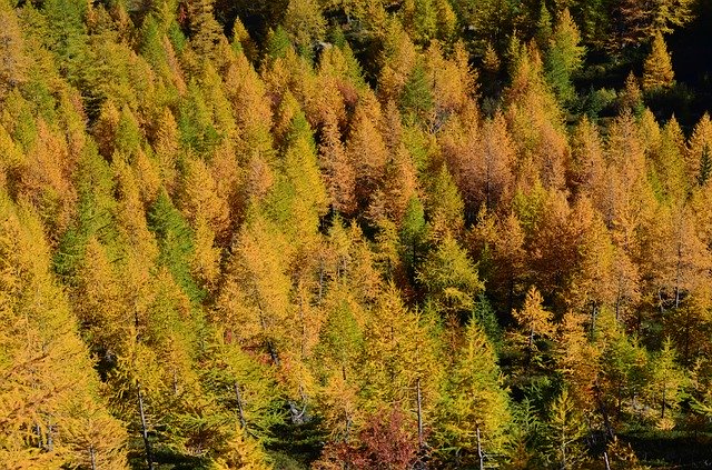 Muat turun percuma Forest Larch Fogliage - foto atau gambar percuma untuk diedit dengan editor imej dalam talian GIMP