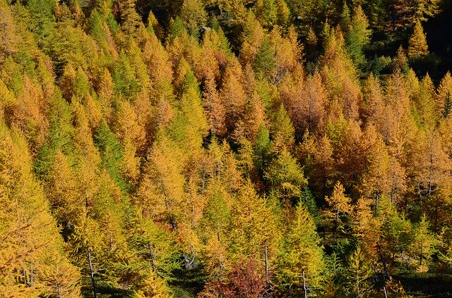 Bezpłatne pobieranie Forest Larch Fogliage - bezpłatne zdjęcie lub obraz do edycji za pomocą internetowego edytora obrazów GIMP