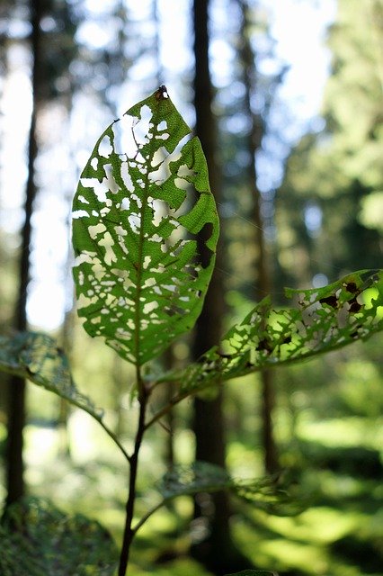 Download grátis Forest Leaf Green - foto ou imagem gratuita para ser editada com o editor de imagens online do GIMP