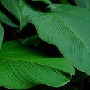 Forest leaves  screen for extension Chrome web store in OffiDocs Chromium
