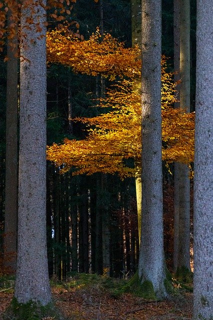 Gratis download Forest Leaves Autumn Mood - gratis foto of afbeelding om te bewerken met GIMP online afbeeldingseditor