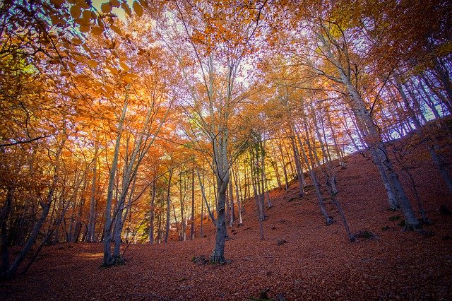 Gratis download Forest Leaves Elberi - gratis foto of afbeelding om te bewerken met GIMP online afbeeldingseditor