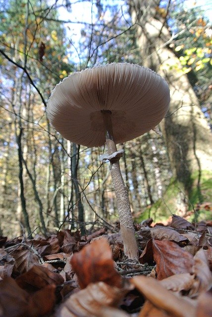 Free download Forest Leaves Mushroom -  free photo or picture to be edited with GIMP online image editor