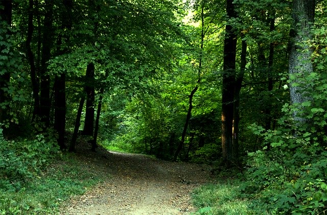 הורדה חינם של Forest Leaves Nature - תמונה או תמונה בחינם לעריכה עם עורך התמונות המקוון GIMP