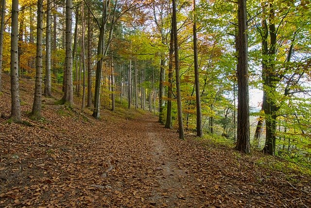 Free download forest leaves trees path trail free picture to be edited with GIMP free online image editor