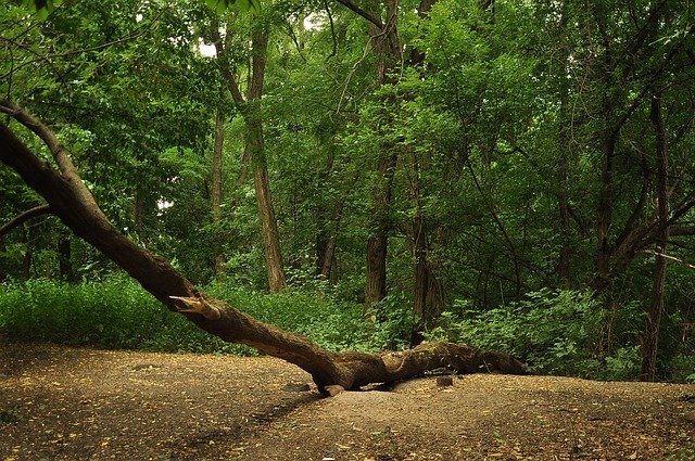 Unduh gratis Forest Lies Fallen Tree - foto atau gambar gratis untuk diedit dengan editor gambar online GIMP