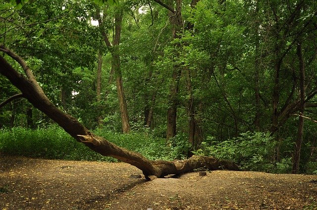 הורדה חינם Forest Lies Fallen Tree - תמונה או תמונה בחינם לעריכה עם עורך התמונות המקוון GIMP