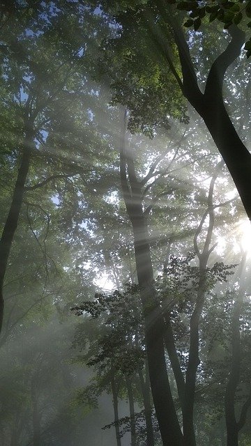 Безкоштовно завантажте Forest Light Tree - безкоштовну фотографію чи зображення для редагування за допомогою онлайн-редактора зображень GIMP