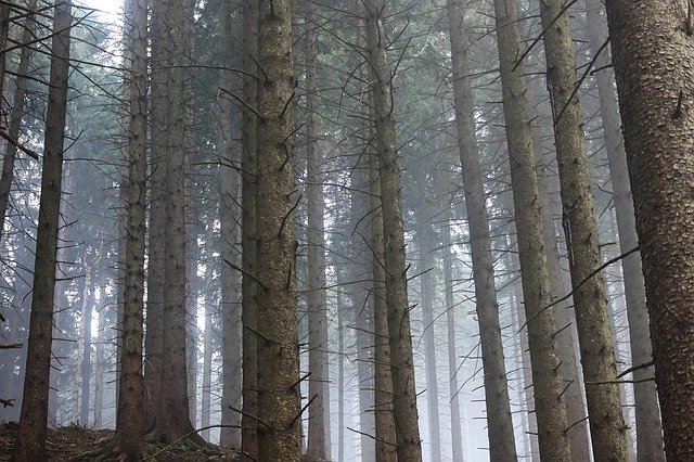 Gratis download Forest Light Trees - gratis foto of afbeelding om te bewerken met GIMP online afbeeldingseditor