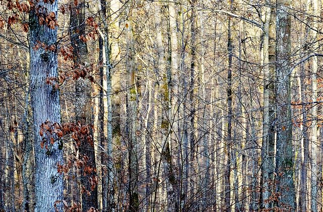 Free download Forest Light Winter -  free photo or picture to be edited with GIMP online image editor