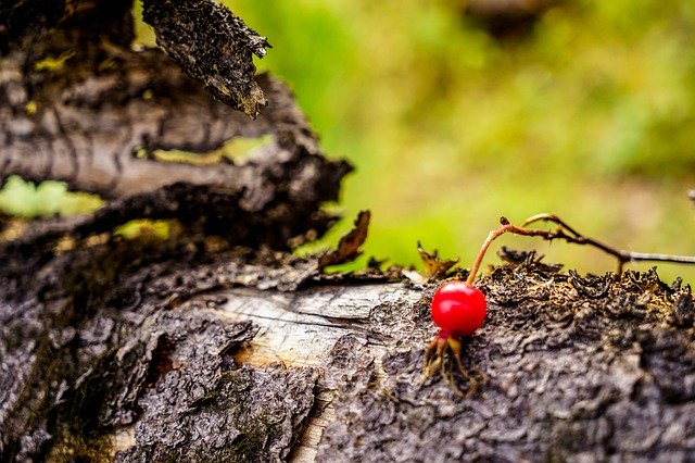 Free download Forest Log Berry -  free photo or picture to be edited with GIMP online image editor