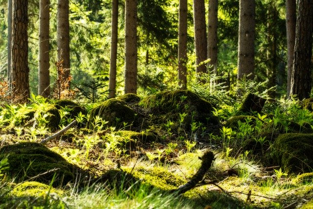 Téléchargement gratuit de Forest Magic Fairy Tale - photo ou image gratuite à éditer avec l'éditeur d'images en ligne GIMP