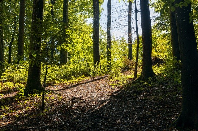 Bezpłatne pobieranie Forest Mood Nature - bezpłatne zdjęcie lub obraz do edycji za pomocą internetowego edytora obrazów GIMP