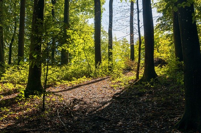 ດາວໂຫຼດຟຣີ Forest Mood Nature - ຮູບພາບ ຫຼືຮູບພາບທີ່ບໍ່ເສຍຄ່າເພື່ອແກ້ໄຂດ້ວຍຕົວແກ້ໄຂຮູບພາບອອນໄລນ໌ GIMP