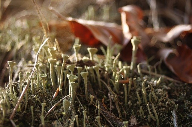 Free download Forest Moss Foliage In The -  free photo or picture to be edited with GIMP online image editor