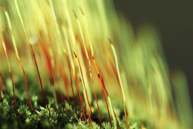 قم بتنزيل قالب صور مجاني Forest Moss Green ليتم تحريره باستخدام محرر الصور عبر الإنترنت GIMP