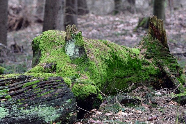 Free download forest moss lichen woods ecology free picture to be edited with GIMP free online image editor